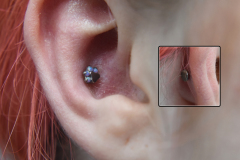 14g-Healed-Paw-Conch