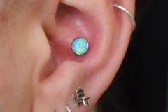 Light-blue-inner-conch